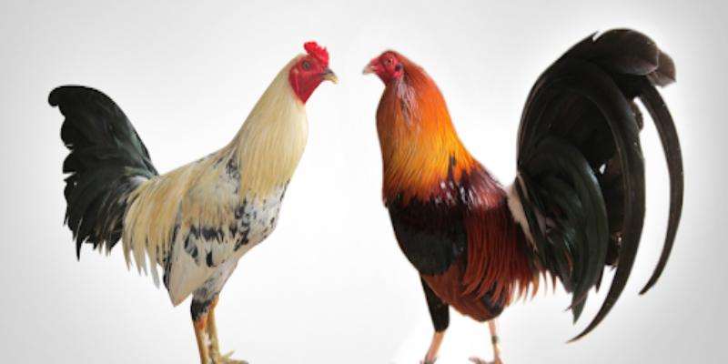 Hiểu rõ về luật trong trận chọi kê