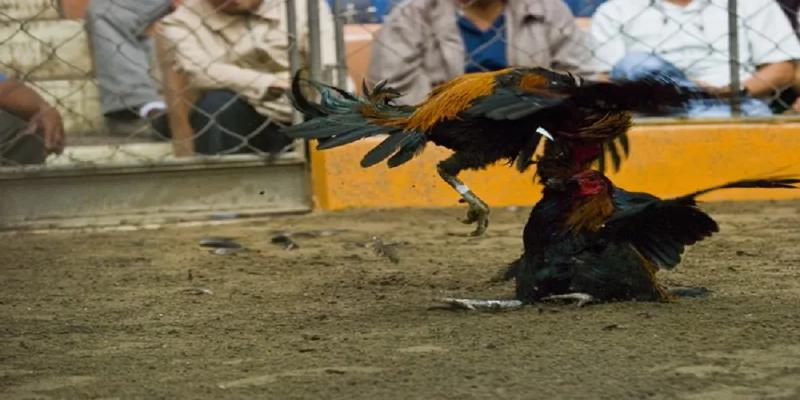 Hiểu về đá gà trực tiếp Thomo VSBET