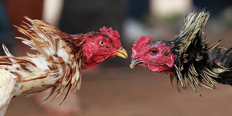 Tham khảo từ ý kiến chuyên gia tại nhà cái