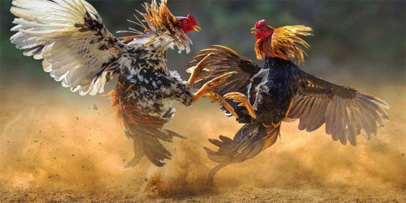Tìm hiểu rõ về các quy định chọi kê