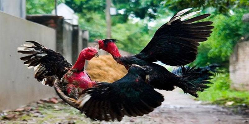 Vài điều về bộ môn đá gà ăn tiền thật VSBET